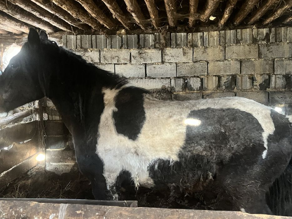 4 жасар жылкы сатылады