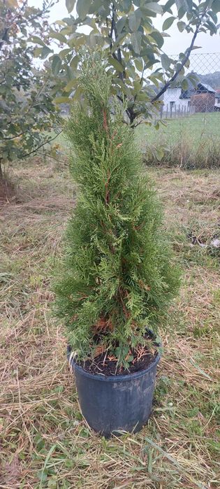 Tuya smarald,diferite înălțimi