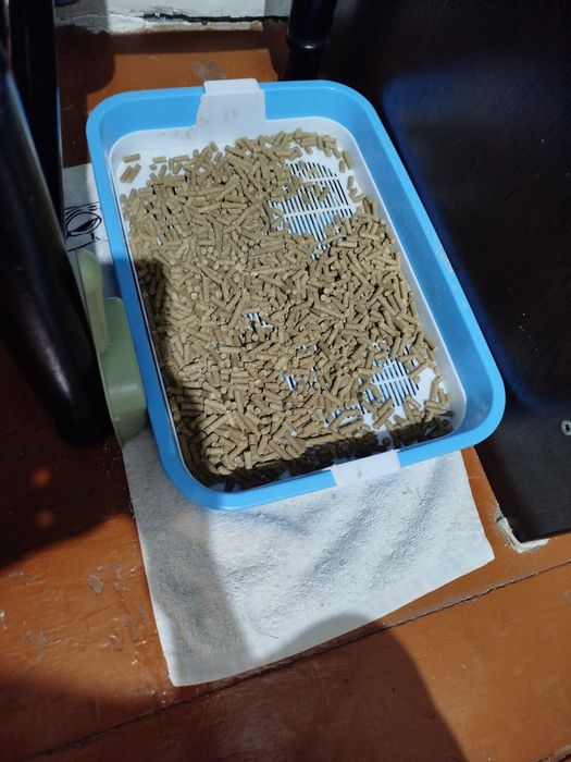 Продаётся вислоухий котёнок!