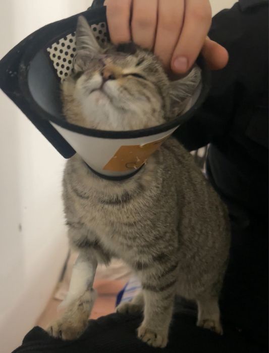 Особенный котенок ищет маму