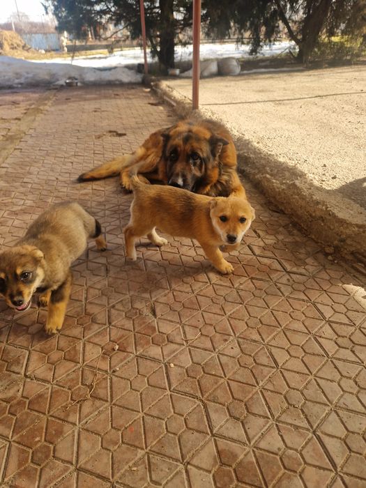 Отдам бесплатно щенков