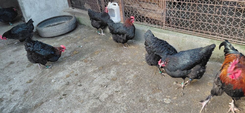 Oua pt incubat Marans si Araucana