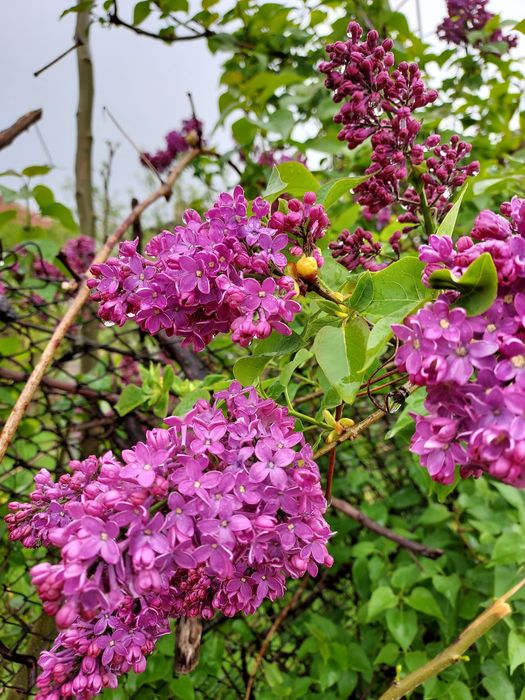 Аптения и  градински цветя
