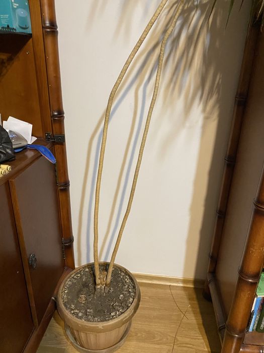 Пальма  драцена 2 метра