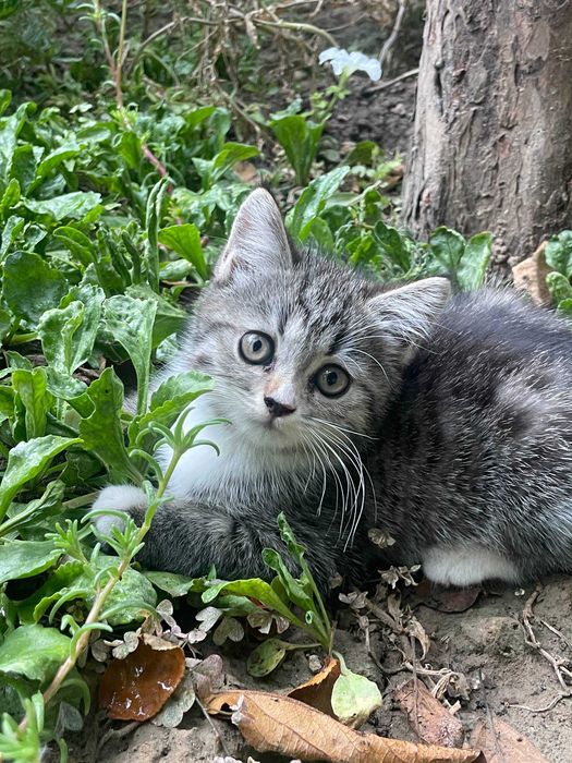 Котёнок. Mushukcha метиска. Осталась последняя принцесса.