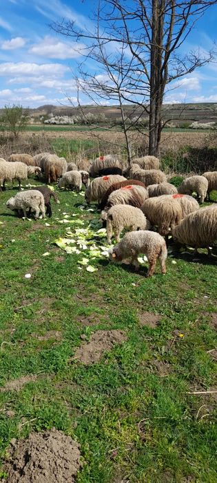 Vindem miei pentru Paște