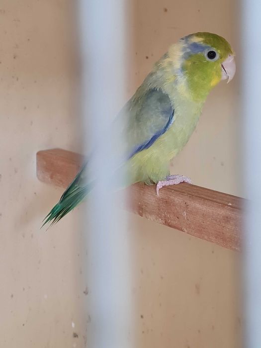 vand papagali forpus