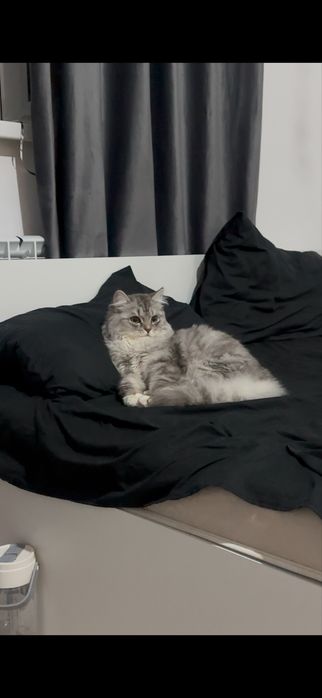 Кот ищет кошку для вязки