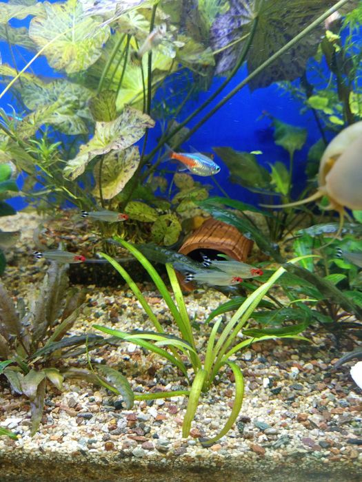 Продам аквариум 250 литров