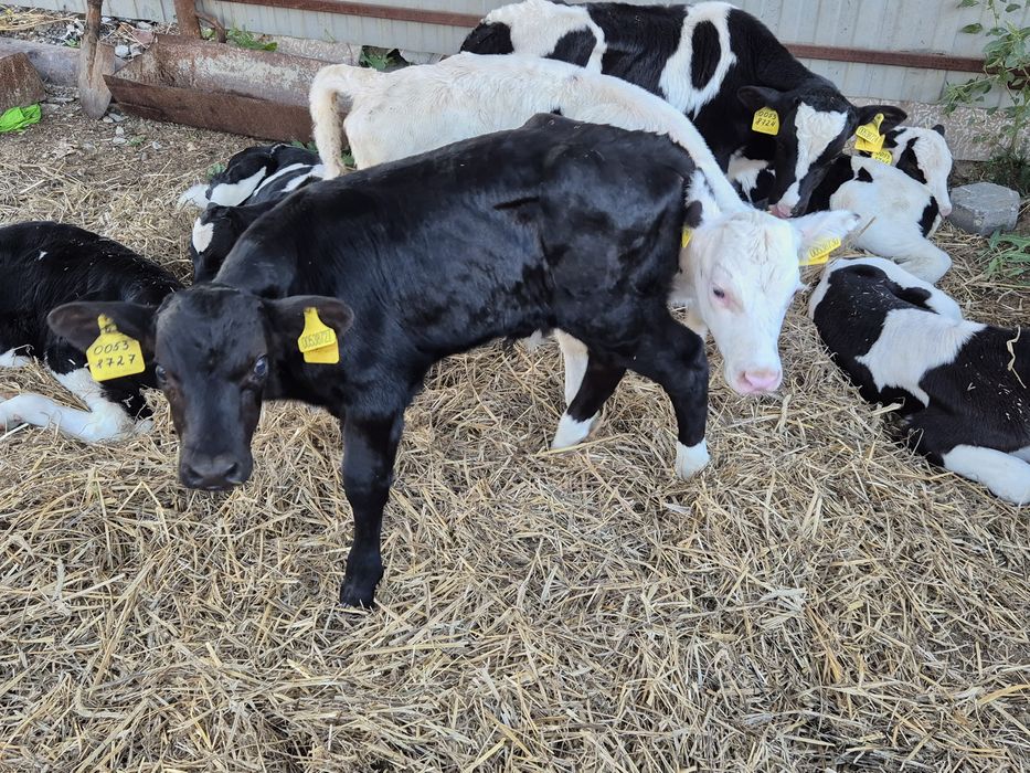 Продам телята  бычков.чистый 12 дней