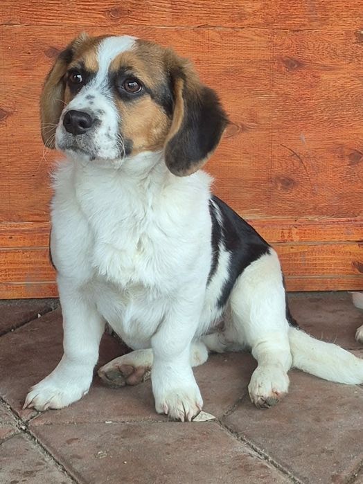 Beagle catelusa si catel