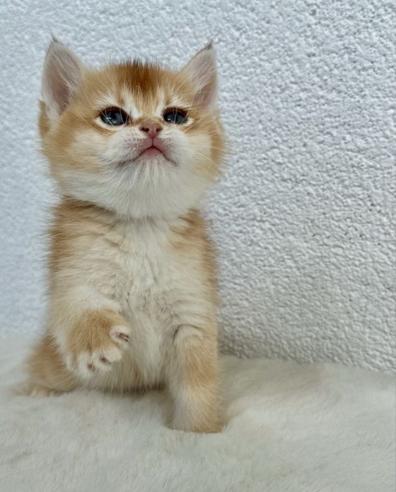 Fetita british shorthair chinchilla golden superba! Pedigree