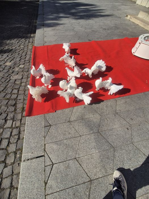 Porumbei evenimente / nunta / botez