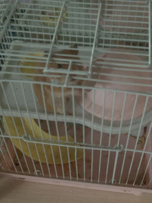 Продам Хомячка ручной добрый