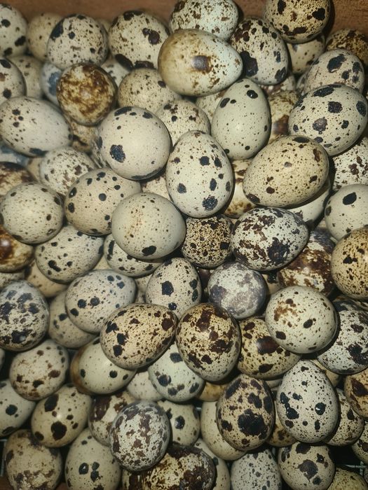 Перепелинные яйца