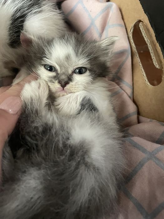 Отдам котят в добрые руки