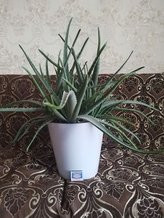 Цветок Алое вера