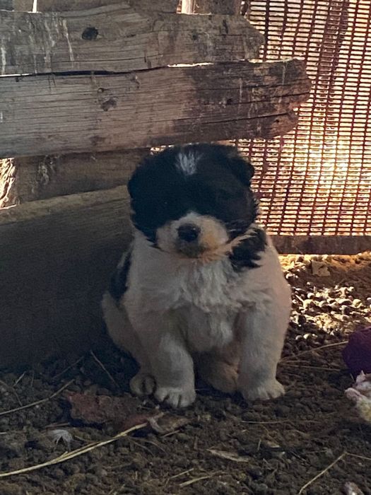 Төбет щенок обмен