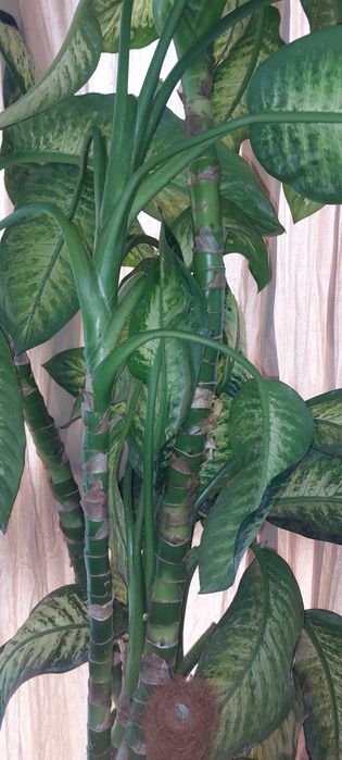 Diefennbachia 2,4 m inaltime