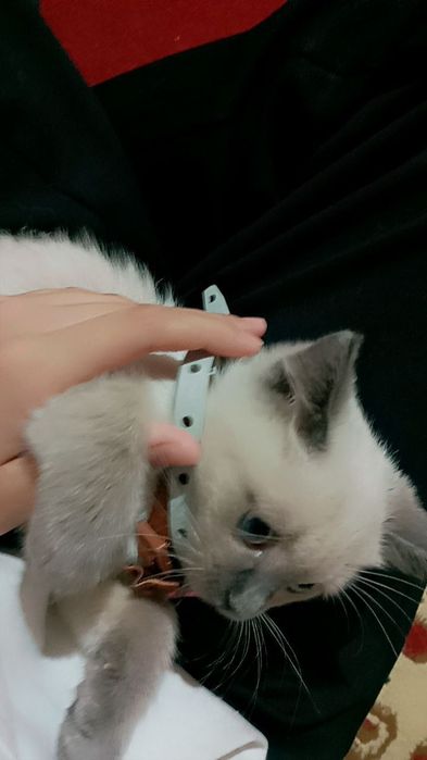 Tay/siam zotdor mushugi