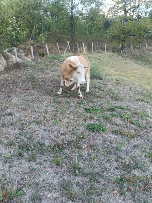 Vacă de vânzaree