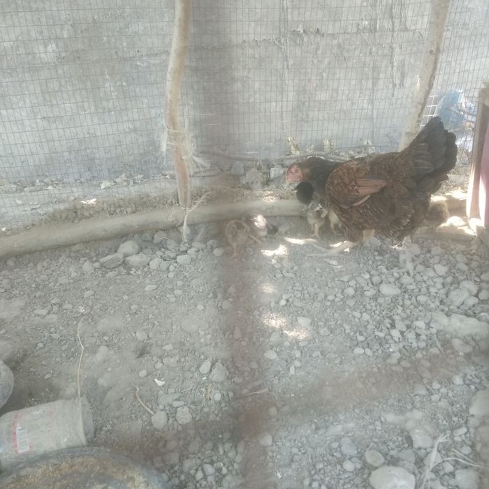 Ona bola jujalar sotiladi