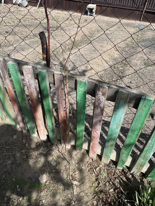 Отростки абрикоса и сирени