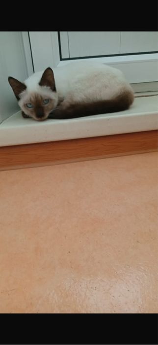 2 милейшие кошечки-сестренки