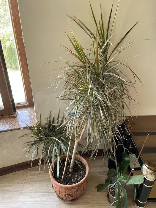 Комнатные цветы