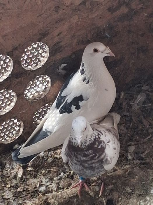 Porumbei voiajori inelati