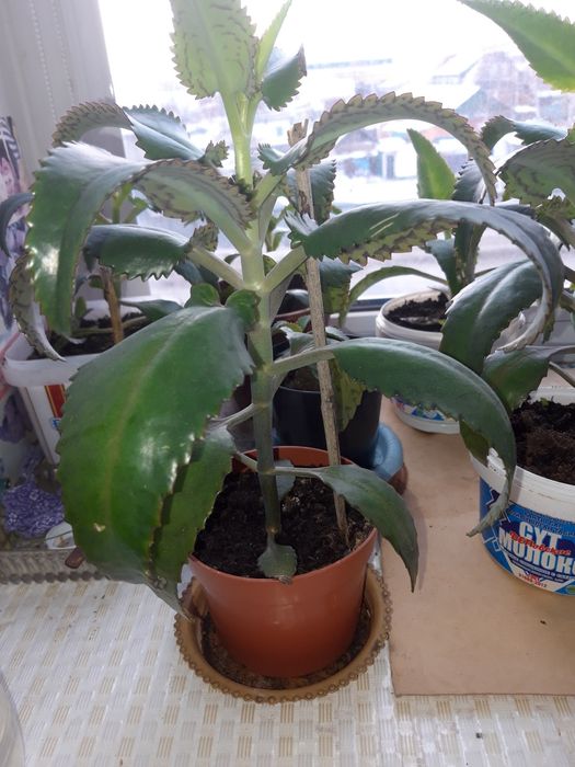 Каланхоэ лечебное.