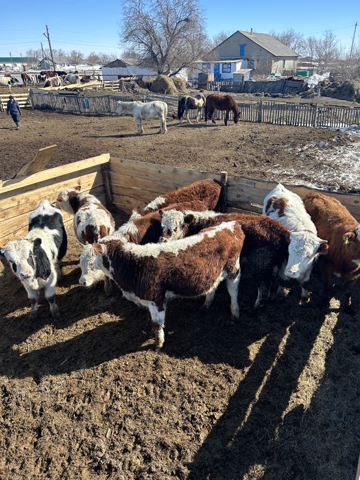 Проодам бычков откорм