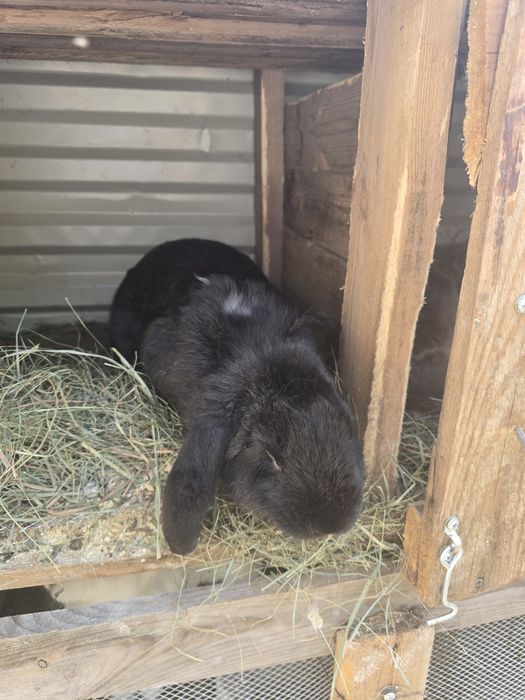 Продам кроликов крупные