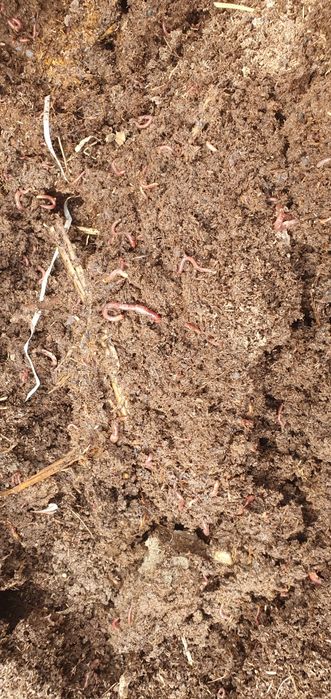 Калифорнийский черви