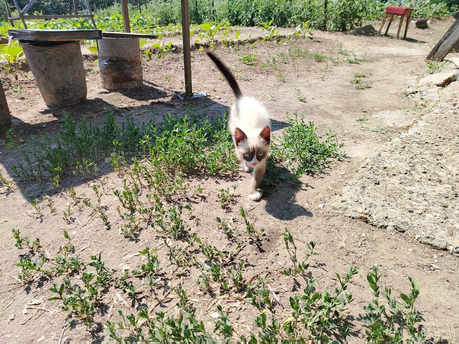 Котенок двухмесячный