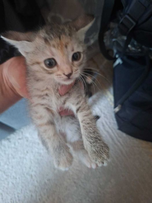 Отдам котят в добрые руки