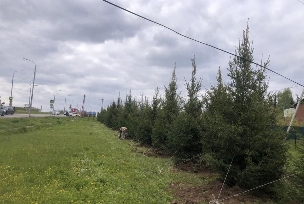 Ели сибирские 2.5-5 метров