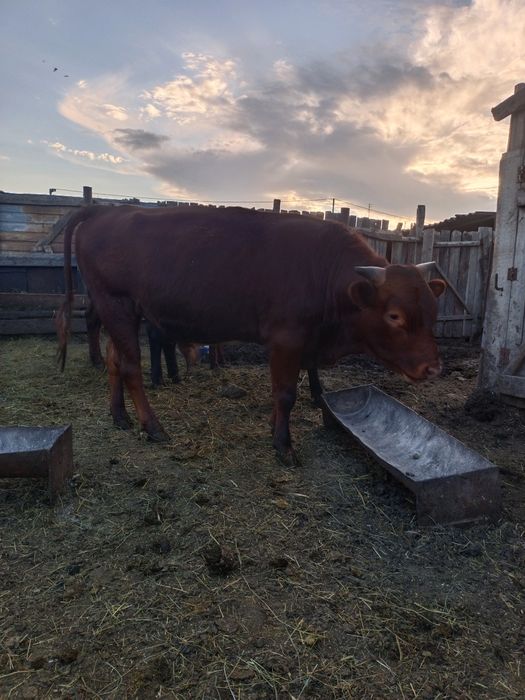 Продам бычков и жеребенка