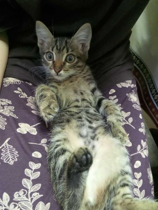 котята в добрую семью