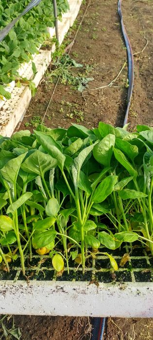 Разсад ПИПЕР ПАТЛАДЖАН професионални сортове