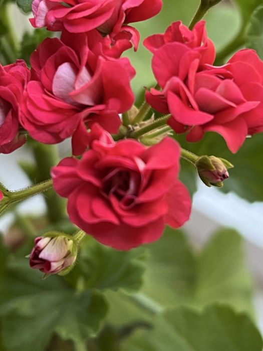 Пеларгония. Герань от 2000