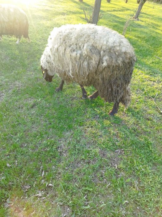 Vând sau schimb berbec carabas