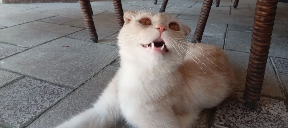Кошка, шотландская парода ,(мальчик)