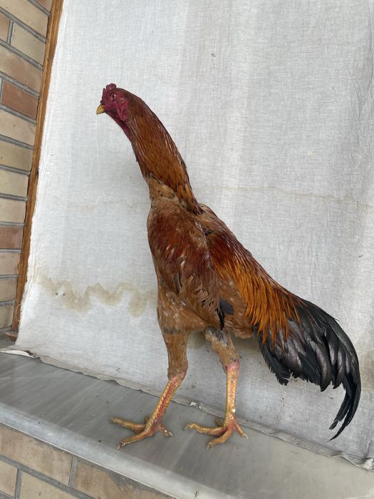 Yapon ataka zot tuxumlari 50 mingdan kami bor