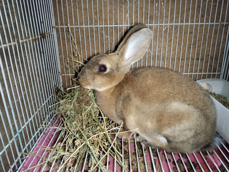 Rex quyon bolasi 2oyli