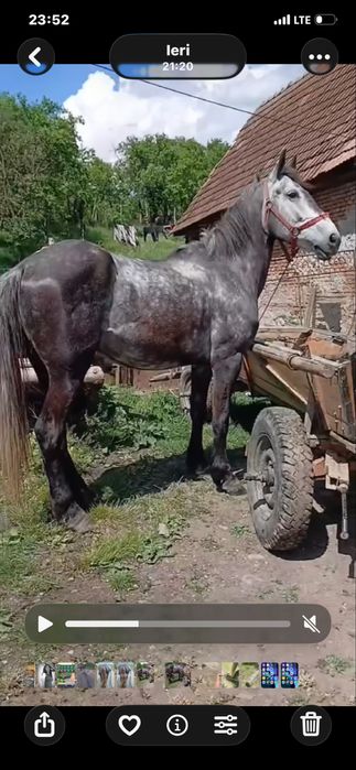 Vand o iapa albastra de 5 ani ie mai slaba ca ie lucrata
