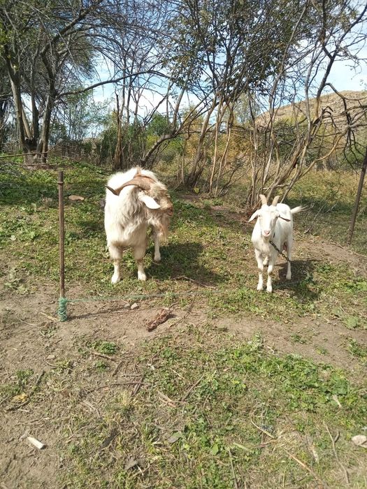 Продам коз котных