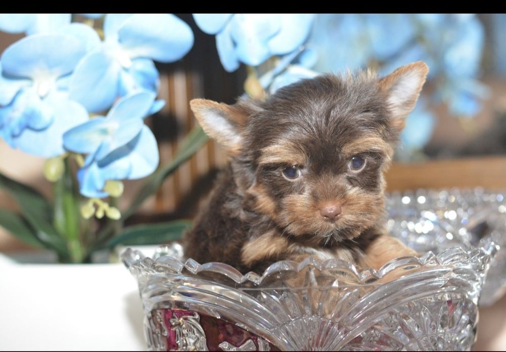 Yorkshire terrier