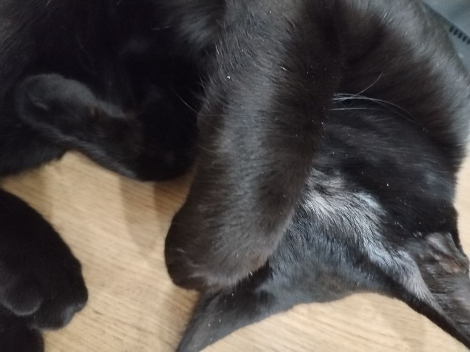 Отдам даром кота