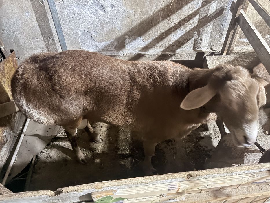 urugʻlikga qochqor sotiladi.